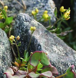 58 Det var ovanligt gott om den lilla rariteten dvärgdraba Draba crassifolia i somras.