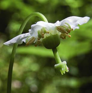 Den vackra lilla örten med sina blyga blommor har blivit allt ovanligare i takt med att varsamt brukade skogar försvinner.