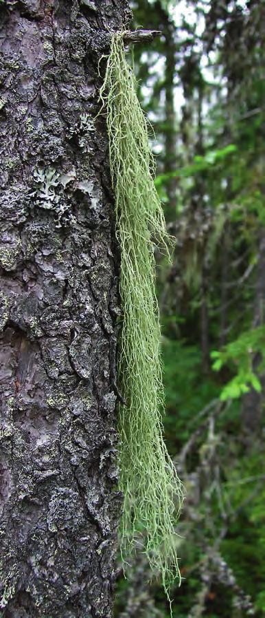 Above a typical habitat for Evernia divaricata, a moist forest with old and standing dead trees. To the right a large specimen of E. divaricata growing on an old Norway spruce Picea abies.