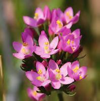 Vol 109: Häfte 1, 2015 Svensk Botanisk Tidskrift i s s n 0039-646x, u ppsala 2015 omslagsbild Kustarun Centaurium littorale stärker besökarens livsmod på de karga och blåsiga strandängar där den