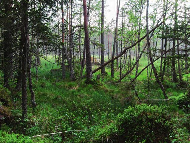figur 2. Myrkanter är en annan typisk växtmiljö för ringlav. Bilden är från Laxtjärnen, en lokal nordöst om Rättvik, där ringlaven bara har minskat marginellt mellan inventeringsåren.
