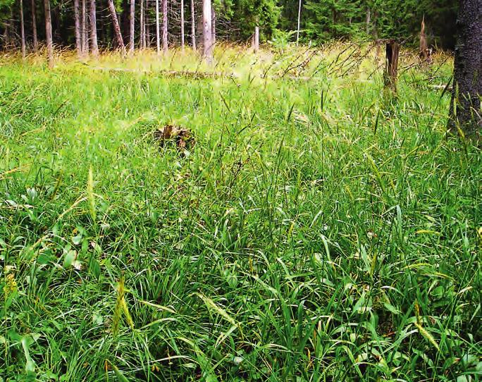 figur 4. Täta skogskornsbestånd i naturområdet Gårdskärskusten, Förrådsskogen, Älvkarleby. I förekomster av detta slag går det bra att räkna antalet ax, men knappast antalet plantor.