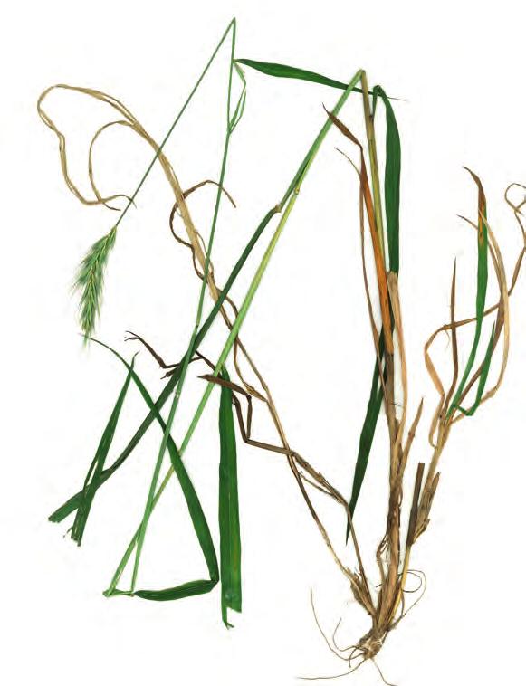 figur 5. Exempel på en skogskornsplantas utveckling och uppbyggnad. 1. Ursprungsplanta som blommat. Det axbärande strået har dött men ett sidoskott från ett nedre bladveck lever kvar. 2.