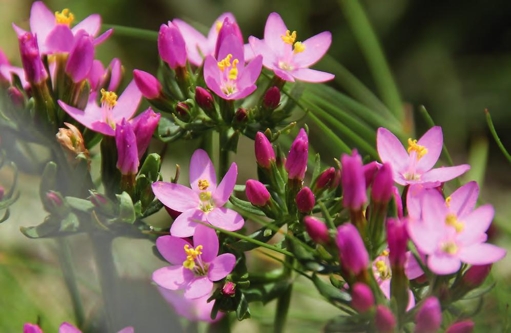 För lekmannen är gentianan en vacker blå blomma som tävlar med edelweiss om att bli besjungen uppe på alptopparna, medan medicinarna är bekanta med namnet genom gentianaviolett, ett klassiskt