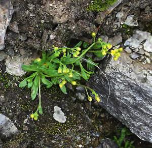 Sommaren 2014 hade Sofia Lund förmånen att floraväkta i fjällen. Dels inom projekt Pite lappmarks flora, dels på uppdrag åt Naturvårdsverket.