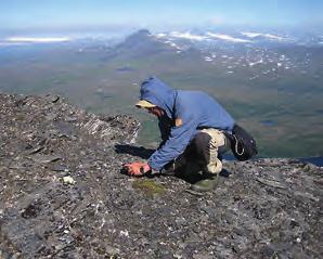 figur 4. De raggdrabalokaler vi känner till idag är högalpina, exponerade platser. Här växtplatsen på Årjep Saulos topp. foto: Mora Aronsson, 2014.
