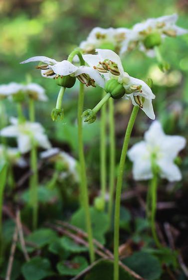 Föreningssidor Svenska Botaniska Föreningen 2015 årets växt Ögonpyrola ULLA-BRITT ANDERSSON Den vackra ögonpyrolan klarar inte modernt skogsbruk och minskar i stora delar av Sverige.