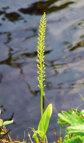 figur 3. Honungsblomstrets Herminium monorchis väldoftande små blommor kan man ännu få njuta av på Öland och Gotland.