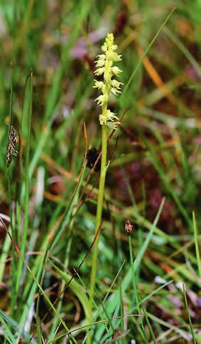Knottblomster Malaxis monophyllos trivs i blöta kalkkärr och har också den drabbats hårt av det gångna seklets utdikningsiver. Den saknas märkligt nog på Öland och Gotland. figur 4.