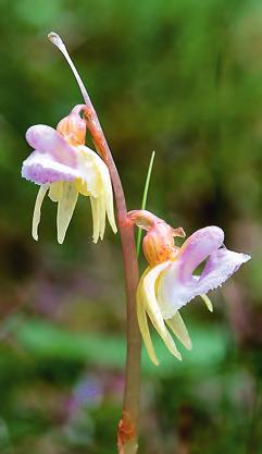 figur 5. Guckuskons Cypripedium calceolus fantastiskt stora och anslående blommor upphör aldrig att fascinera. Blomningstiden är ovanligt lång, upp till två veckor.