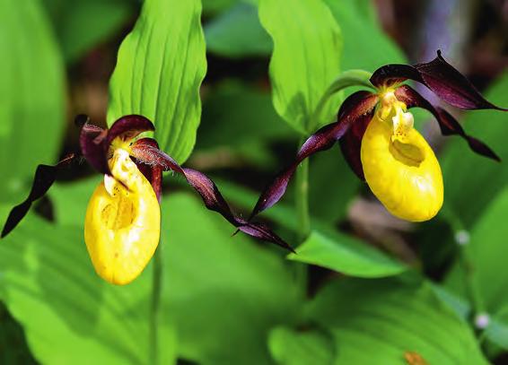 Arter med svenskt Europaansvar Här talar vi förutom brunkulla om guckusko Cypripedium calceolus, skogsfru Epipogium aphyllum och norna Calypso bulbosa.