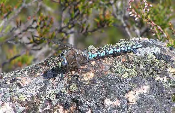 Till vänster hona av mindre kustflickslända Ischnura pumilio vid Ringarhultsån, Tjällmo. Foto: Christer Eriksson. Till höger par av spetsfläckad trollslända Libellula fulva vid Eksjön, Ulrika.