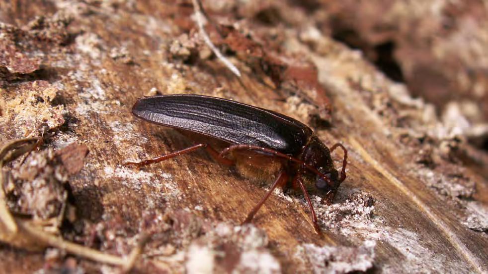 Raggbock (Tragosoma depsarium). Hotkategori VU (Sårbar). Hona fotograferad vid exkursion i trakterna av Yxnerum. Foto: Kjell Antonsson Tabell. 1.