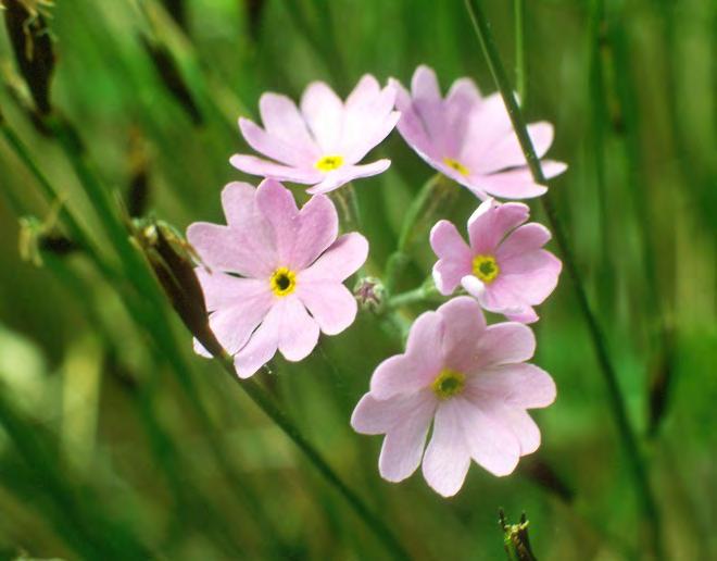 Inventering av Östergötlands kärlväxter Föreningen Östergötlands Flora är nu bildad och alla som vill kan bli medlemmar genom att erlägga medlemsavgiften på 50 kr till plusgirokonto: 601989-7.
