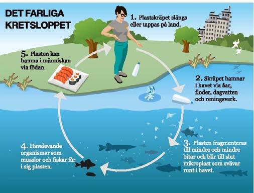 NATURVÅRDSVERKET Figur 5. Plast på land blir plast i haven. Illustration: TT Nyhetsbyrån Infografik.