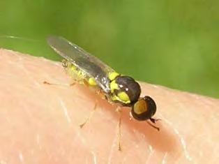 Oplodontha viridula, överst t.