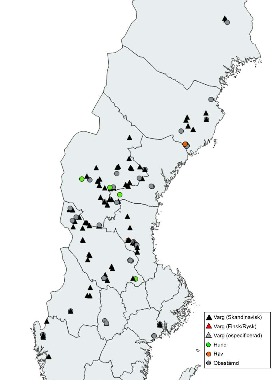 Bland 951 normalprioriterade prov som utgjordes av spillning, urin, blodspår, hår eller spya kunde art- och populationstillhörighet bestämmas i 793 fall (88 %).