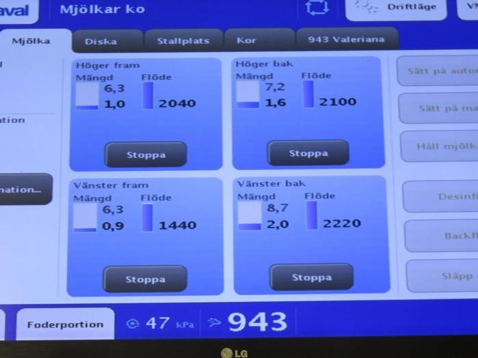 mjölka, inlockade av att de blir utfordrade efter mjölkningen.