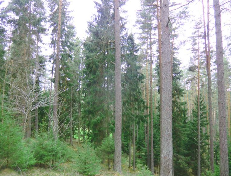 Enligt skogsbruksplanen uppgår skogsmarken till 24,7 ha.