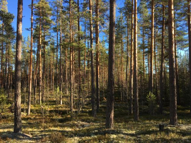 Juridisk person Då säljaren är en juridisk person så finns möjlighet för exempelvis AB som redan äger skog i Orsa kommun att förvärva fastigheten.
