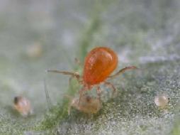 Foto Krister Hall Livscykel Phytoseiulus har betydligt kortare utvecklingstid från ägg till vuxen än växthusspinnkvalstret.