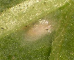 Naturliga fiender En rovlevande gallmygglarv är specialiserad på att äta spinnkvalster och deras ägg. Arten heter Feltiella tetranychi och finns i vår natur. Den tar sig ofta in i växthus sommartid.
