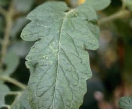 Foto Barbro Nedstam Brukar spinnangreppen komma tidigt i odlingen kan man som förebyggande åtgärd placera ut små mängder Phytoseiulus under några veckor på de ställen där angreppen först brukar synas.