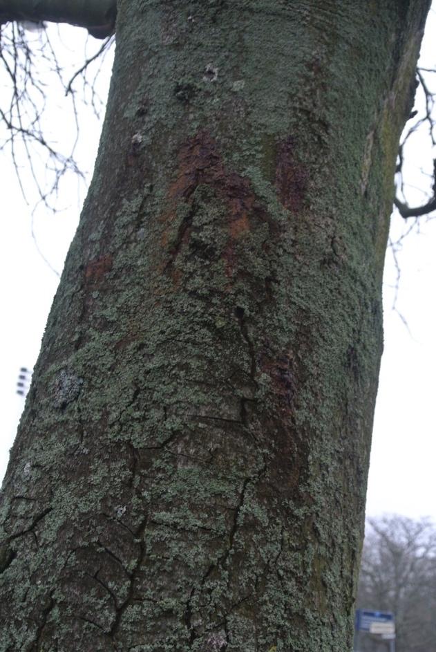 Träd infekterat med kastanjeblödarsjuka.