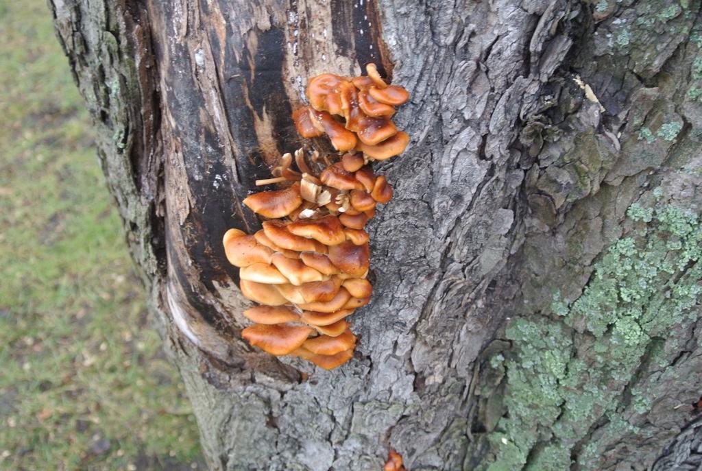 3.3 Vinterskivling Flammulina velutipes Vinterskivling (Flammulina velutipes) är vanlig i hela Sverige och växer på lövträd och döende ved så som stubbar, skadade stammar och grenar (Nylén, 2000).