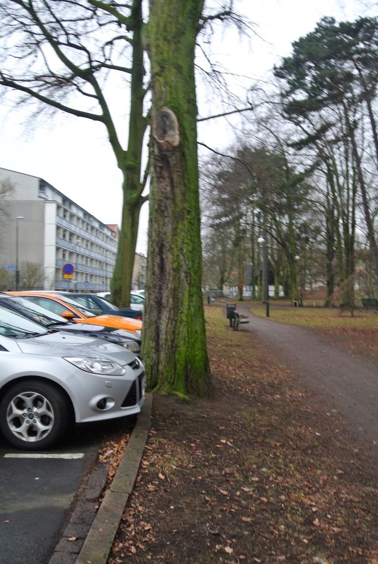 Vinterskivling Flammulina velutipes - har trädet vinterskivling eller inte. Anges i J eller N. J innebär att trädet har vinterskivling och N innebär att trädet inte har vinterskivling.