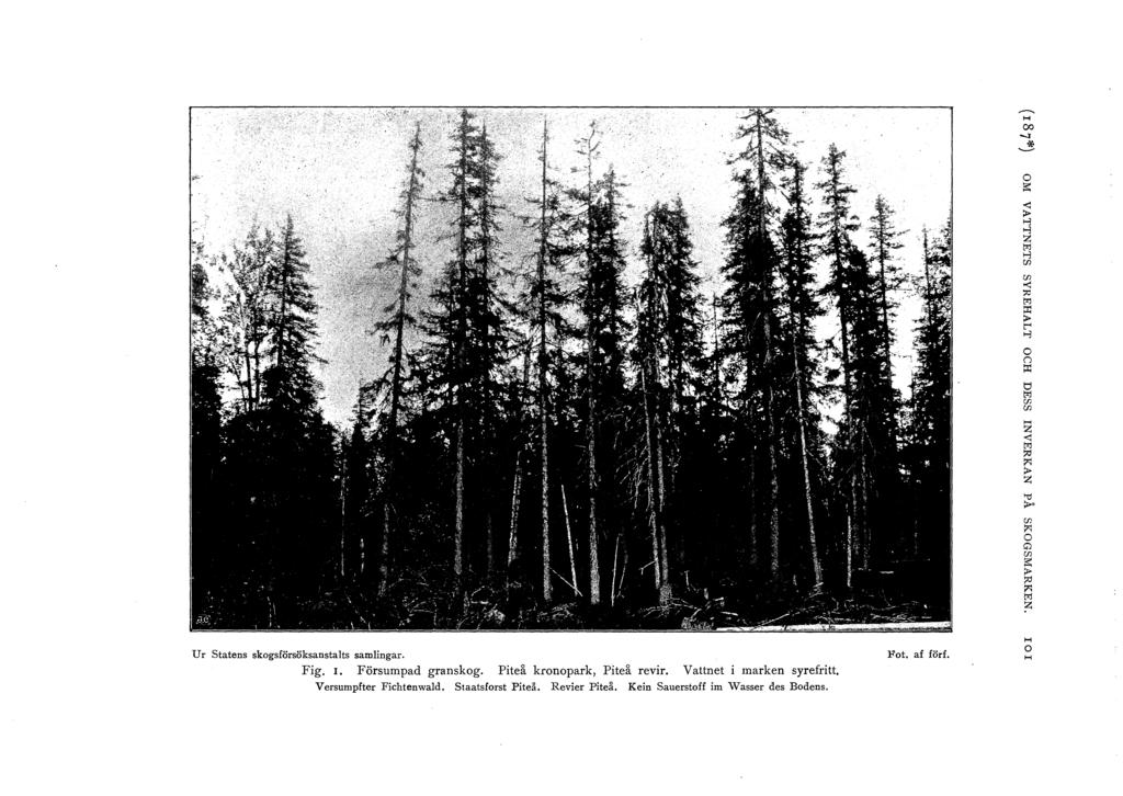 Ur Statens skgsförsöksanstats samingar. Fig. I. Försumpad granskg. Piteå krnpark, Piteå revir. Vattnet i marken syrefritt Versumpfter Fichtenwad. Staatsfrst Piteå.