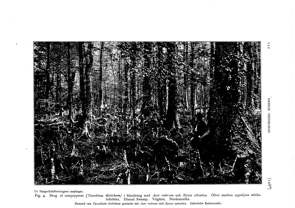 ......, ::r: M z ~ p;: ::r: M m U t% ~ ~ u r skgsvårdsföreningens samingar. Fig. 4 Skg af sumpcypress (Taxdium distichum) i bandning med Acer rubrum ch Nyssa sivatica.