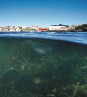 Aktuella regeringsuppdrag Nedskräpning av plast Tillsammans med HaV redovisas 1 Maj 2019 Åtgärder om utsläpp av