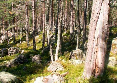 blockmarker Naturvärden Skogsbestånd med ansamling av större stenblock som historiskt ofta av drivningstekniska skäl undantagits från skogsbruksåtgärder.