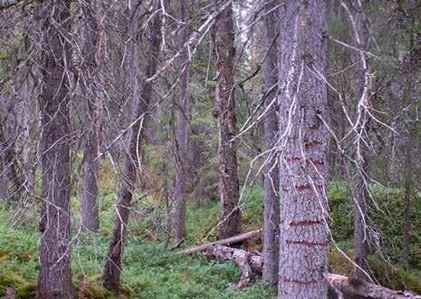 naturskogsrester barrskog Naturvärden Naturskogsrester präglas av få spår av skötselåtgärder och lång skoglig kontinuitet. Rikligt med äldre och/eller senvuxna träd.