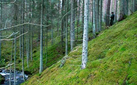 raviner och klyftor Naturvärden Med ravin eller klyfta avses en försänkning som är minst 5-10 meter djup. I botten finns ofta ett fuktigt område ibland delat av en bäck.