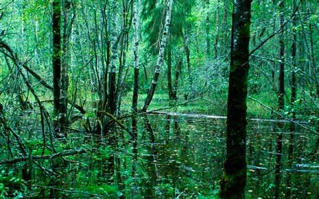 strand- och svämskogar med naturskogskaraktär Naturvärden Friska-blöta skogsmiljöer i anslutning till sjöar eller vattendrag med liten påverkan av tidigare skogsbruksåtgärder.