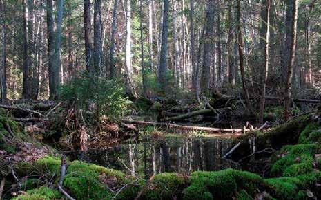 sumpskog/-dråg med naturskogskaraktär Naturvärden Produktiv skog på blöt eller fuktig mark med liten eller ingen påverkan från konventionellt skogsbruk.