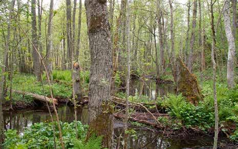 örtrika områden längs dråg och vattendrag Naturvärden Fuktig eller blöt skogsmark i anslutning till vattendrag eller surdråg där ytligt, rörligt markvatten ger ett frodigt fältskikt av högörter och