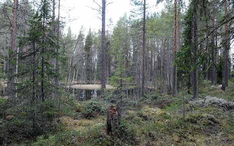 kärr och småvatten Naturvärden Kärr ingår i begreppet våtmarker och får sin vattenförsörjning från grundvattnet, den angränsande fastmarken samt från nederbörd.