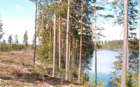 Kantzoner och skyddszoner Kantzoner och skyddszoner är viktiga för bevarandet av artmångfalden.