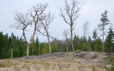 Utvecklingsträd Utvecklingsträd är levande ordinära träd som sparas för att på sikt utveckla högre naturvärden.