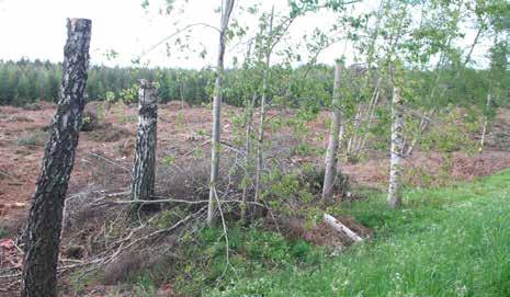 Nya högstubbar Tillverkning av nya högstubbar är ett sätt att imitera naturens egen produktion av död ved.