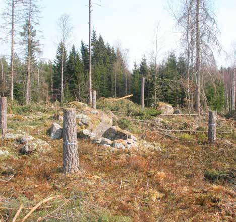 Bevara gammal bebyggelsemiljö med tillhörande träd och buskar. Avverka inte träd med ristningar, eller träd med spår av annan användning. Var aktsam om det biologiska kulturarvet.
