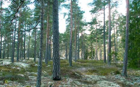 äldre hällmarksskog Naturvärden Mosaik av improduktiv skog på hällmark och produktiv skog i partier mellan hällarna. Lågproduktiv, relativ opåverkad skog med inslag av död ved.