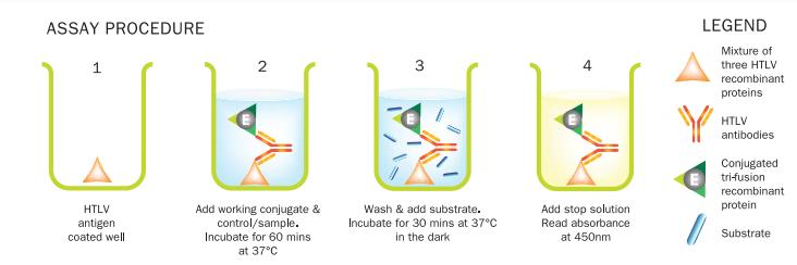 Testmetod Testet HTLV-I/II ELISA 4.0 använder ELISA-brunnar klädda med tre olika starkt antigena rekombinerade proteiner från HTLV-viruset.
