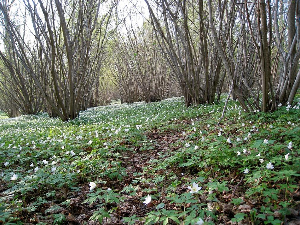 och ekonomiplan - Dagverksamhet på Rosengård Dagverksamhet på Rosengård bedrivs i syfte att bidra till att de äldre får en meningsfull tillvaro och för att ge deltagarna ett kvalitativt innehåll i