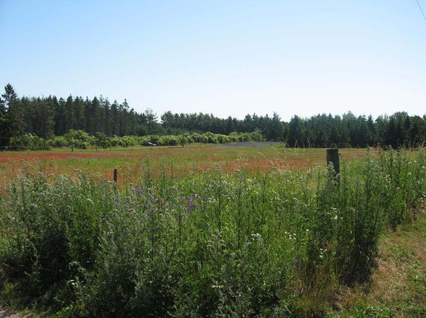 Planområdet sett