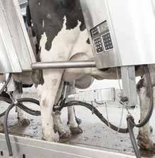 optimizing cow positioning and milker comfort.