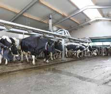 Angled rump-rail with integrated butt-pan allows cows to stand close to the operator and protects milkers and equipment. Remote start activates milking point controller improving operator ergonomics.